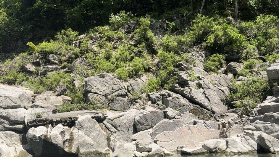 ※こちらは親子のワニ。皆さん、ワニが見えますでしょうか？