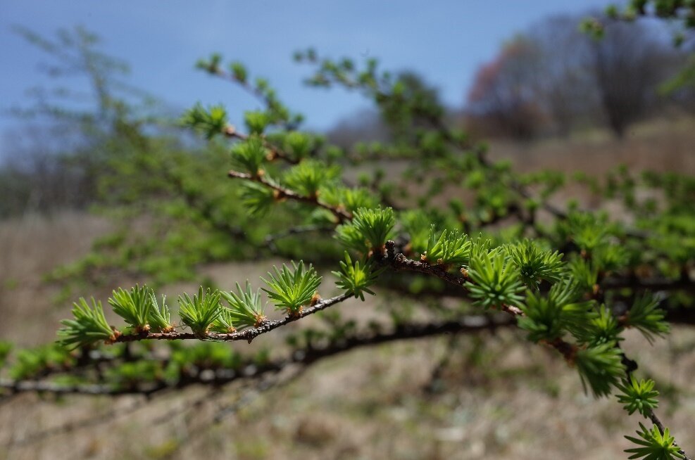 松の芽吹き、きれいな緑色です。