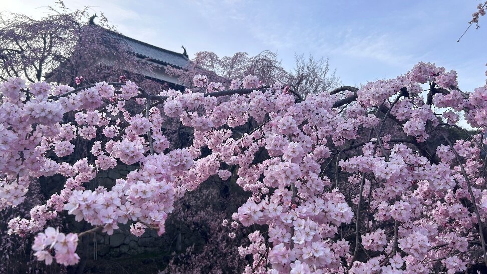 見事な枝垂れ桜！海外からの観光客の方も喜んでいました。