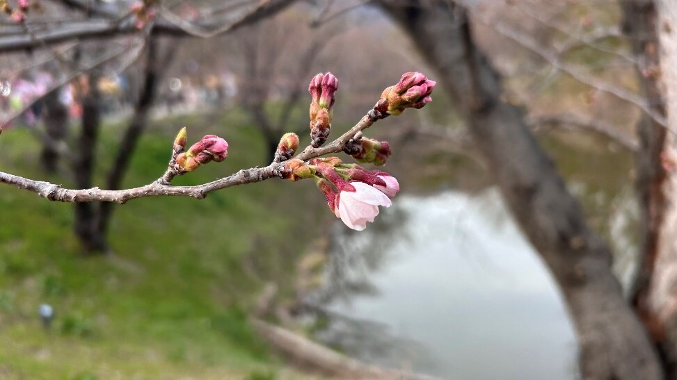 ソメイヨシノは蕾