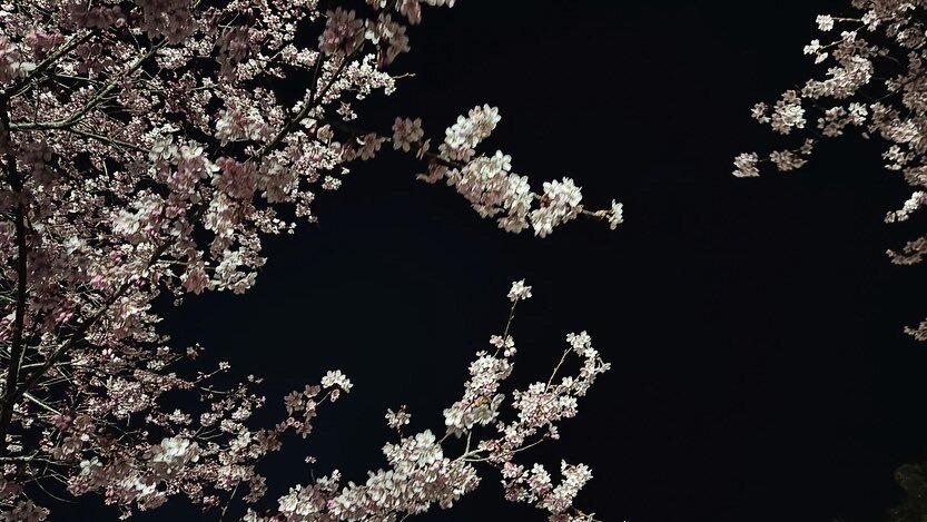 ※「C」探しをした結果、「C」っぽい桜の写真もゲット