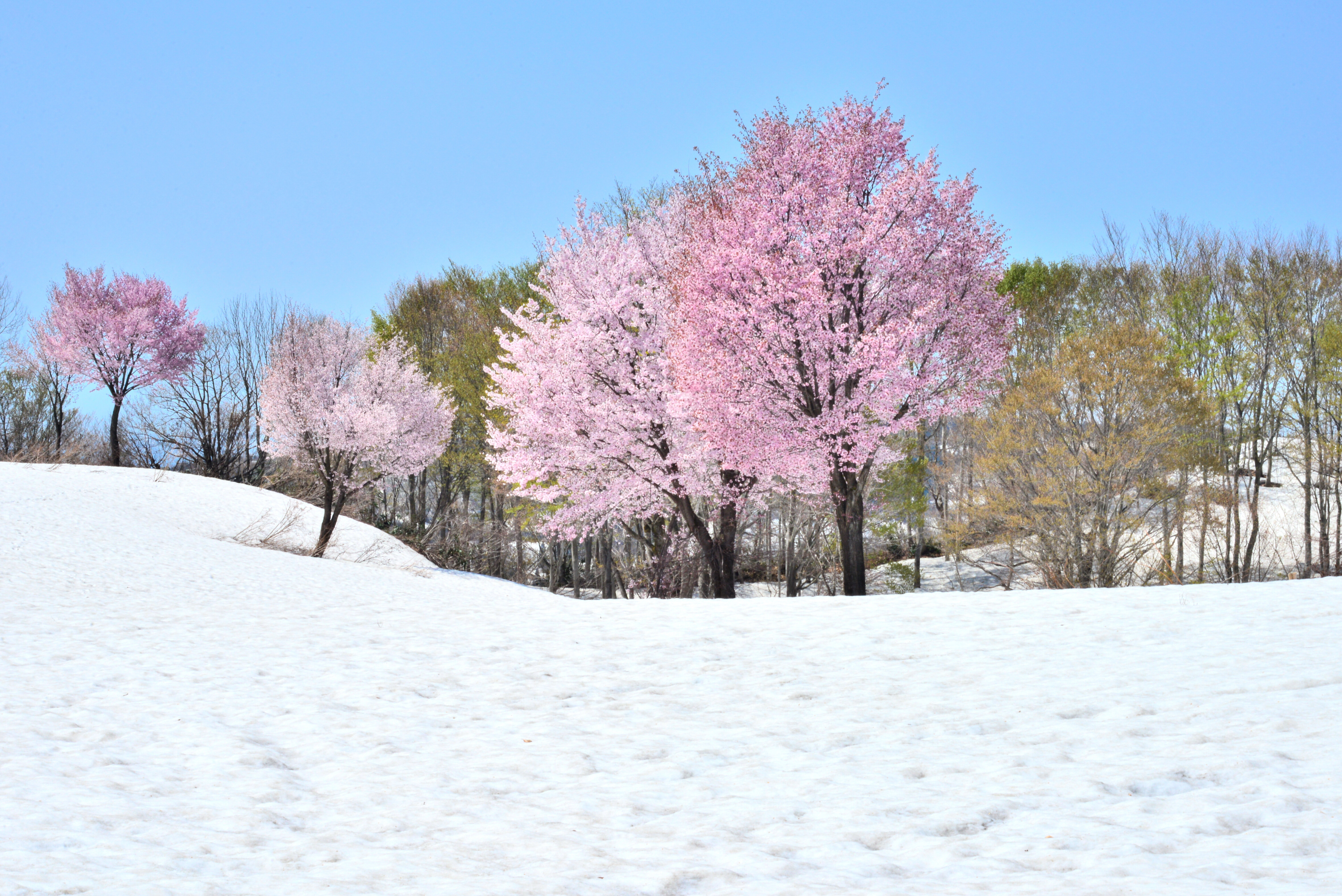 雪上桜