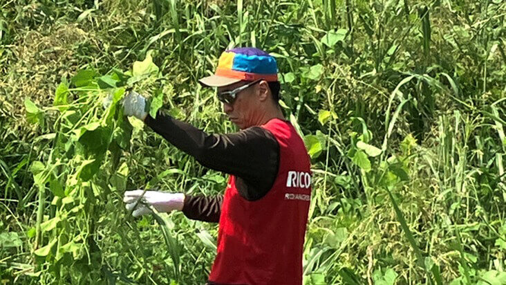 多摩川河川敷でアレチウリを駆除する様子