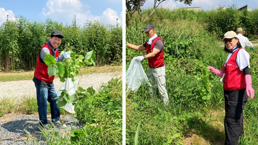 駆除したアレチウリを袋にまとめる様子